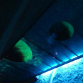 写真: 東山動植物園 星が丘門の畜光ライトアップ No - 4