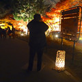 写真: 東山植物園 紅葉ライトアップ 2013 最終日 No - 10