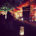 写真: 東山植物園 紅葉ライトアップ 2013 最終日 No - 15