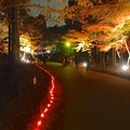 写真: 東山植物園 紅葉ライトアップ 2013 最終日 No - 32