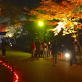写真: 東山植物園 紅葉ライトアップ 2013 最終日 No - 33