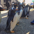 写真: 名古屋港水族館ペンギンよちよちウォーク 2013年12月 No - 28