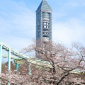 写真: 桜越しに見た東山スカイタワー - 1