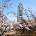 写真: 桜越しに見た東山スカイタワー - 2
