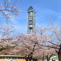 写真: 桜越しに見た東山スカイタワー - 3