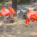 写真: 東山動植物園の動物たち No - 17：ベニイロフラミンゴ
