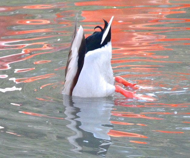 写真: 東山動植物園の動物たち No - 21：水中の餌を潜って取る、アイガモ