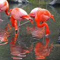写真: 東山動植物園の動物たち No - 23：水中の餌を取るベニイロフラミンゴ