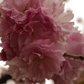 写真: 造幣局桜の通り抜け