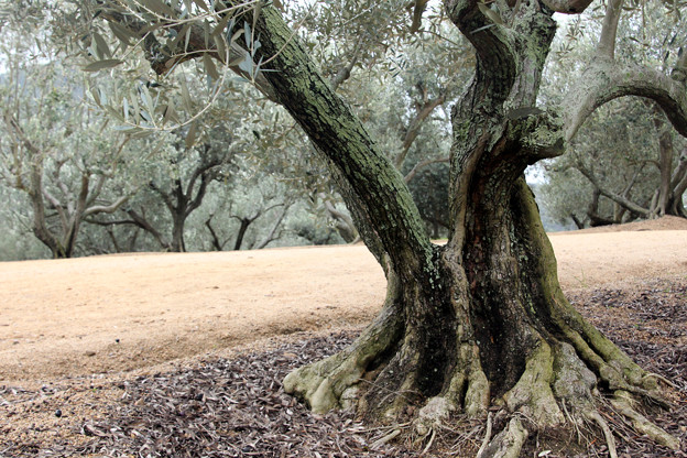 写真: オリーブの木