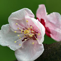写真: 杏の花（マクロ）