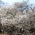 写真: うば桜