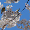 写真: 桜の中で！