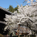 写真: うば桜と大宝寺