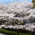 写真: キングオブ桜