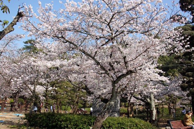写真: 満開お桜の下で！