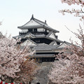 写真: 桜、桜の松山城