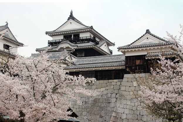 写真: 桜に囲まれた天守閣
