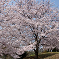 写真: 古墳に咲く桜