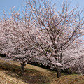 古墳に咲く桜