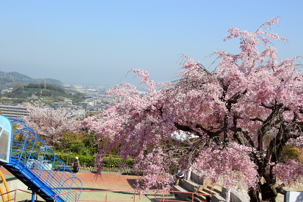 写真: 枝垂れ桜と伊予灘
