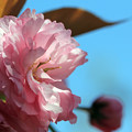 写真: カンザシ（八重桜）