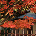 写真: 二ノ丸庭園の紅葉