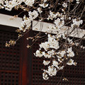 写真: 大宝寺に咲く
