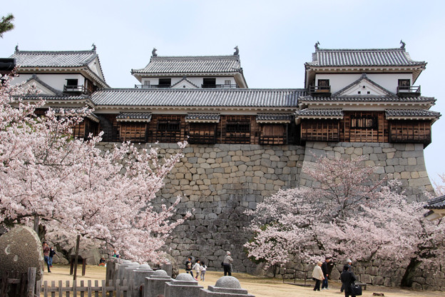 写真: 春の松山城
