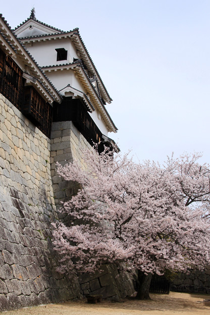 写真: 石垣の桜
