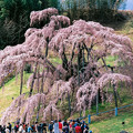 写真: 三春滝桜　-側面より-