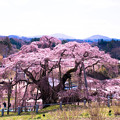 写真: 三春滝桜　-裏面より-