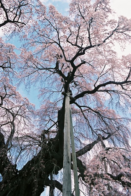三春滝桜　-樹下より-