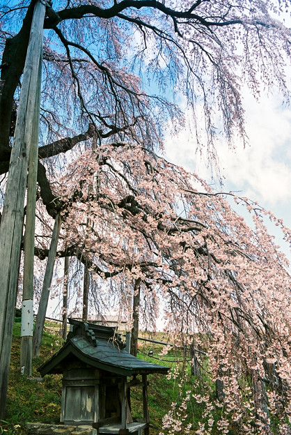 三春滝桜　-しだれ桜-