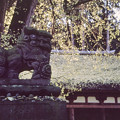 写真: 新宮熊野神社狛犬　-吽-