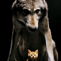 写真: Wolf-the-Protector