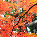 写真: 秋色に染まる