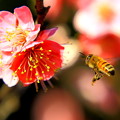 写真: 梅の花とハチ