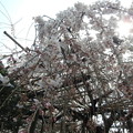 写真: 玉蔵院の枝垂れ桜