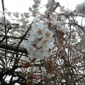 写真: 玉蔵院の枝垂れ桜