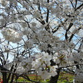 写真: 与野公園の桜 (54)