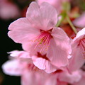 写真: 伽耶院桜