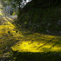 写真: 照らされる苔生した小道