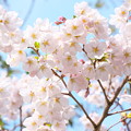 眩しかった　桜の花