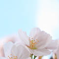 写真: 何だか桜の花は新鮮だ。