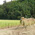 写真: 稲刈り真っ盛り