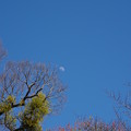 写真: 青空とお月さま