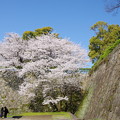 写真: 石垣と桜　１
