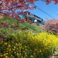 河津桜と菜の花と電車