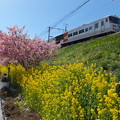 河津桜と菜の花と電車